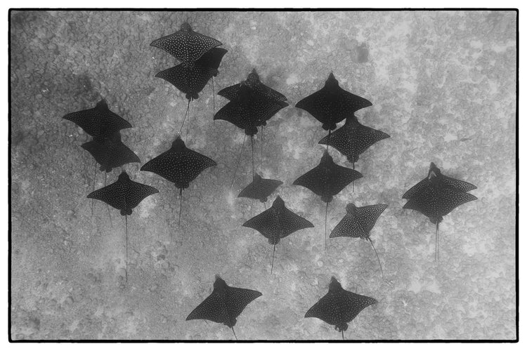 Leopard Rays, Tahiti